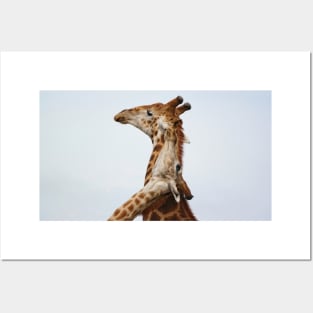 Southern Giraffe (Giraffa giraffa) Posters and Art